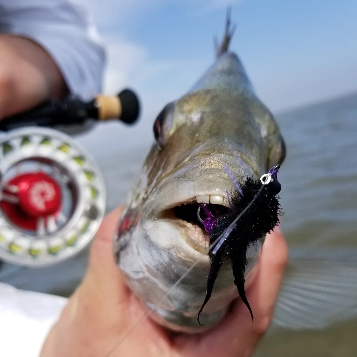 Sight Cast Fishing Company — Sheepshead Fly Pack
